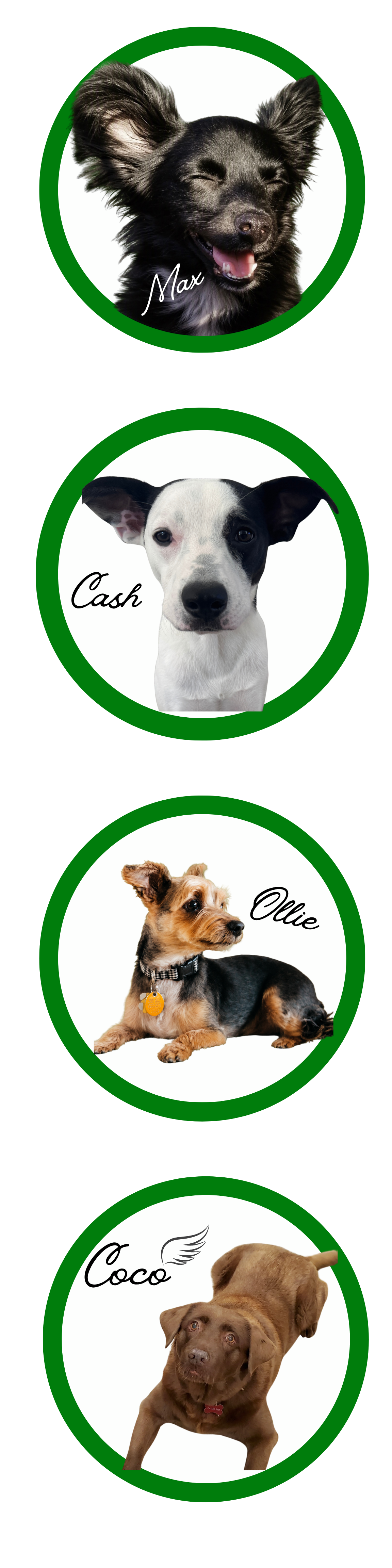Paws on the Pebble